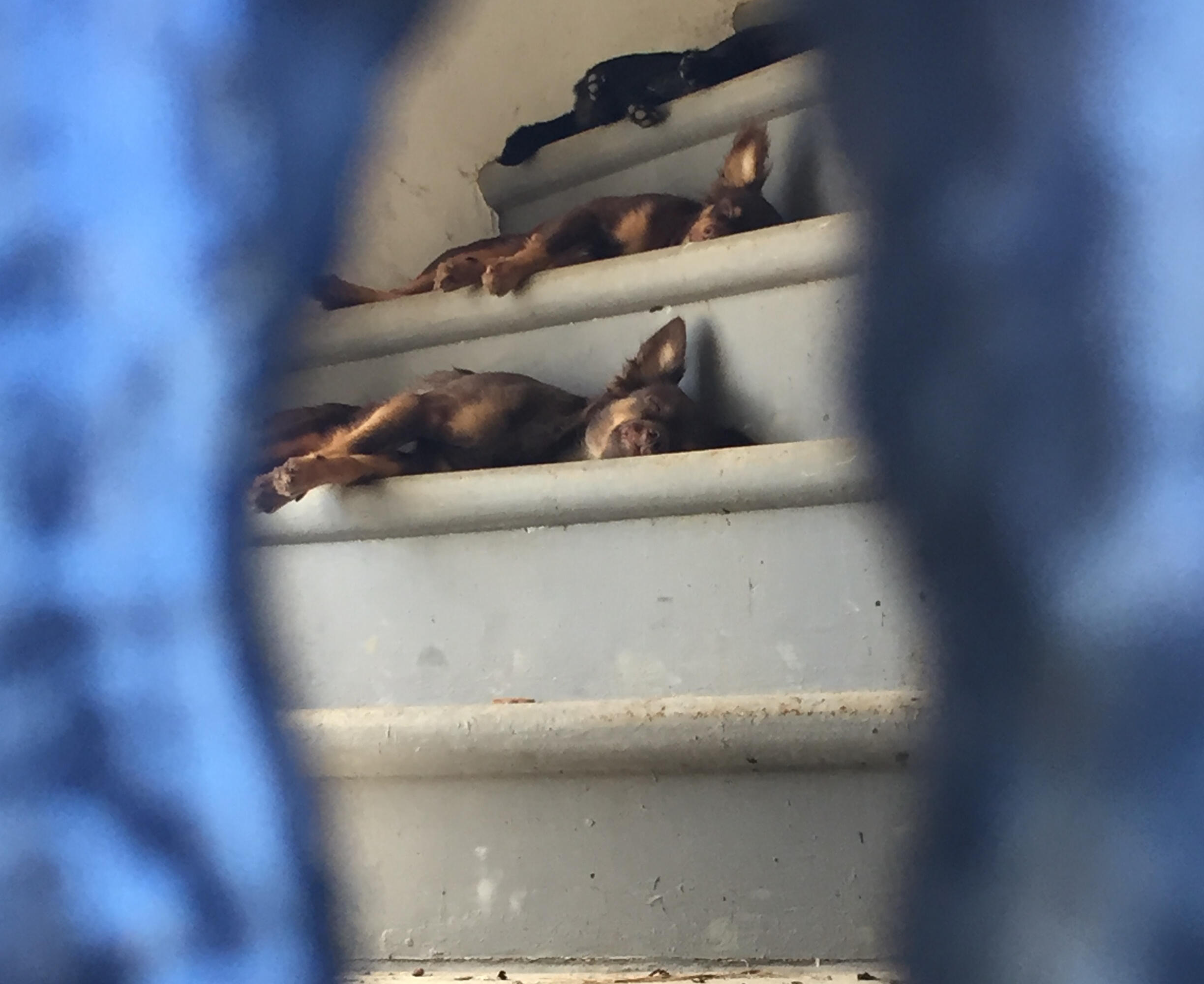 Shelter following Hurricane Maria in Puerto Rico
